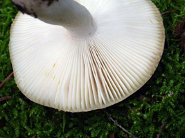 R. xerampelina – All the gills are equal in length. Near the lower part of the photo you can see a slight intervenose pattern, small veins between the gills. R. xerampelina – All the gills are equal in length. Near the lower part of the photo you can see a slight intervenose pattern, small veins between the gills.
